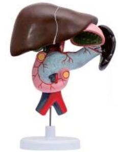 十二指腸、胰、脾解剖模型